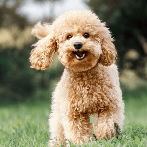 Wondering how long your dog will really live? See the 35 longest-living breeds, according to data.