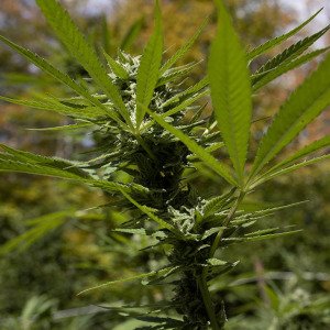 Cannabis products may harbor fungal toxins harmful to human health, but safety regulations are uneven or nonexistent