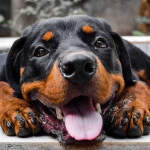 America's most popular large dog breeds, ranked by the American Kennel Club