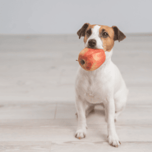 The 25 worst human foods you should never give your dog&mdash;and 25 that you can
