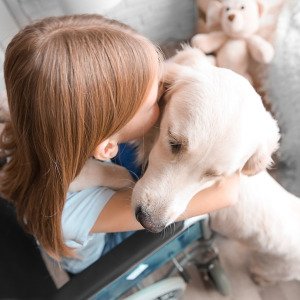 Learn about what service dogs can do, and what it takes to certify and protect them