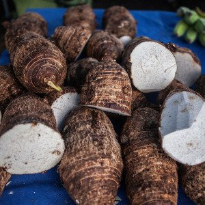 Hawaiian taro takes root in Oregon