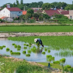 The &#039;king of poisons&#039; is building up in rice