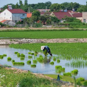 The &#039;king of poisons&#039; is building up in rice