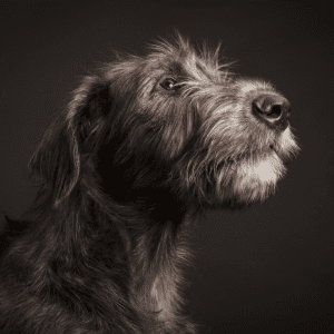 Did your dog make the list of the shortest-living breeds, according to data?