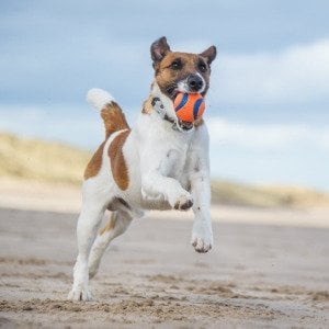 Dog breeds losing popularity