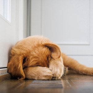 8 ways to prepare your anxious dog for fireworks