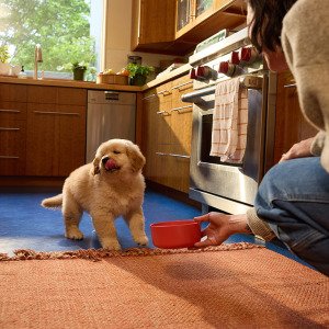 Summer safety tips for dogs