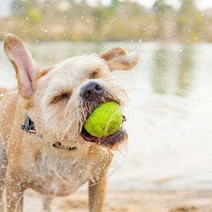 The history behind dog days of summer