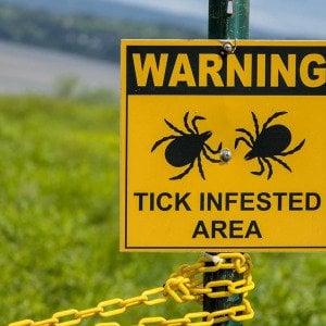 Beyond Lyme disease: Understanding tick-related diseases aids prevention
