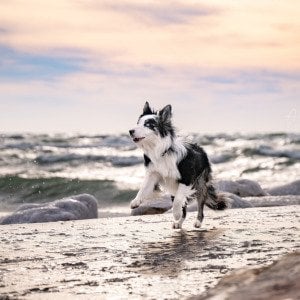These 10 states have the healthiest dogs