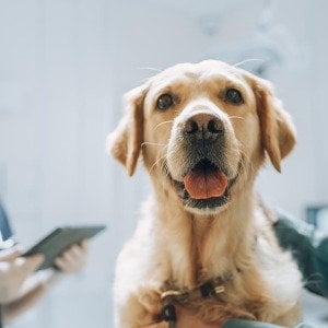 Dogs and their people: Companions in cancer research