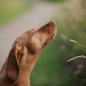 One solution for invasive spotted lanternflies? Your dog, study finds
