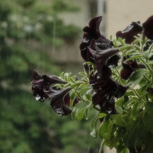 Keep your yard creepy year-round with a goth garden