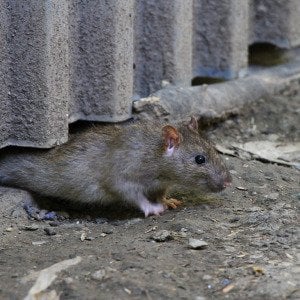 Haunted by household pests? How to get rid of common creepy critters