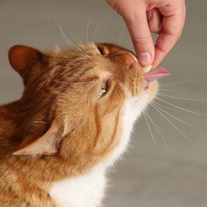 Prescription medication costs are adding up for pet owners