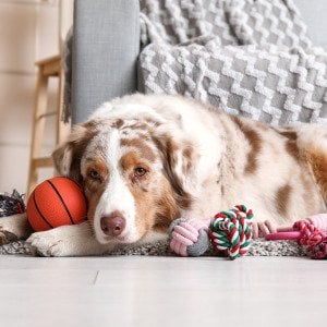 Is your dog a toy addict? A new study says it&rsquo;s totally possible