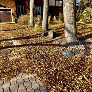 Rake it or leave it? Here&#039;s why you may just want to leave your leaves where they fall