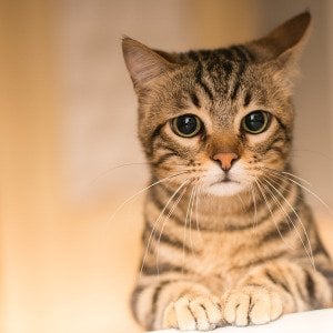 How to say sorry so your cat actually gets it