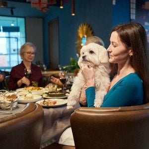 Can your dog eat Christmas dinner? The holiday foods pets can and can&rsquo;t have