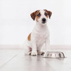 How much to feed a puppy