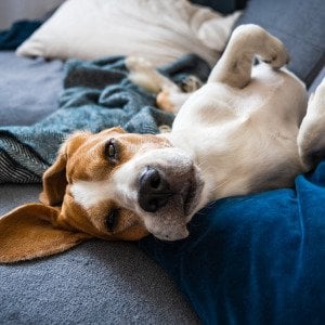 8 fun ways to keep your dog entertained indoors when it&rsquo;s freezing outside