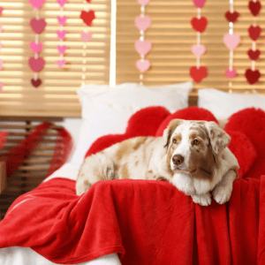 How single Americans are spending Valentine&rsquo;s Day with their dogs