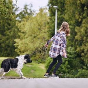 Why your dog suddenly refuses to move in the middle of a walk