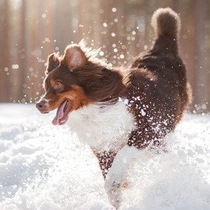 Why does your dog get so excited about snow?