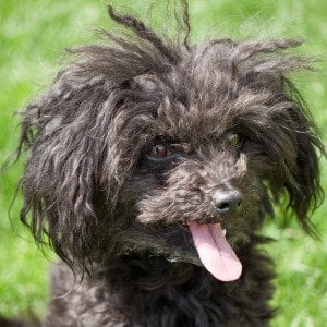 Every New Dog Breed Recognized in 2026