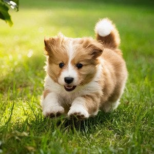 National Puppy Day is coming, but are you ready? Vet tips for getting a puppy in March