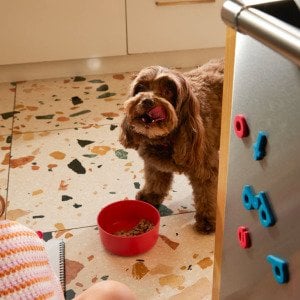 The science of dog food palatability: Why your pup loves certain foods