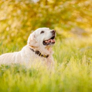 Spring allergies in dogs: What pet parents should know when pollen season arrives