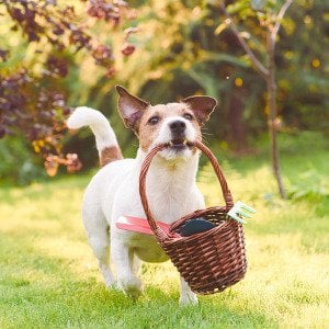 The ultimate spring cleaning checklist for dog owners