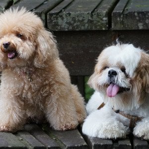 10 small hypoallergenic dog breeds that barely shed