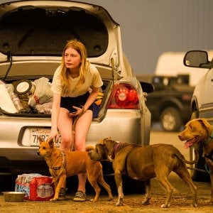 How to prep your pet for a disaster