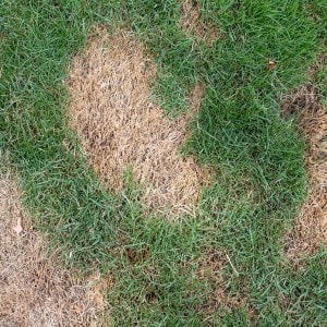 More heat, more pests: Top tips to safeguard your lawn before summer