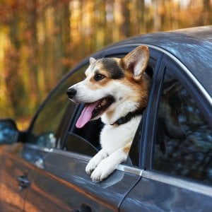 What vets want you to know about traveling with your dog this summer