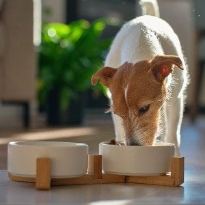 The ultimate guide to pet food safety