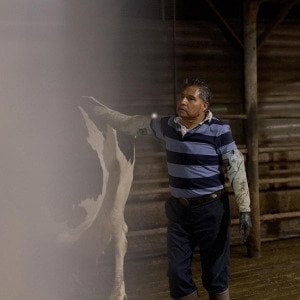 &lsquo;They want to keep denying us our rights&rsquo;: Workers in the dairy industry fight for basic labor protections