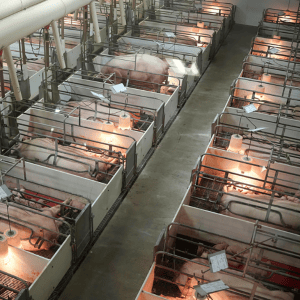 Senate Ag Committee set to spare this animal welfare law, for now