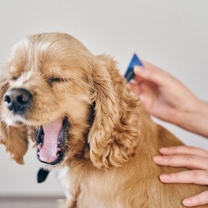 How to spot and get rid of fleas on your dog