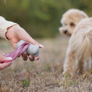 The poop scoop: Dog digestion myths debunked