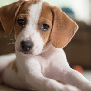The pros and cons of owning a beagle