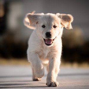 The pros and cons of owning a golden retriever