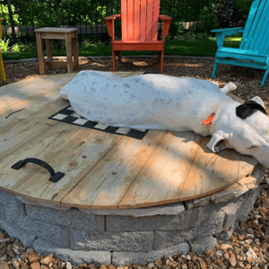 Barkitecture: 12 dog-friendly landscaping ideas for your backyard