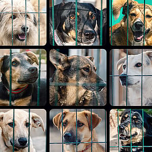 National Dog Day is August 26. Here's how to celebrate the real meaning