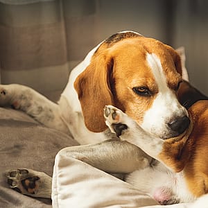 Common food allergies for dogs and how to avoid them