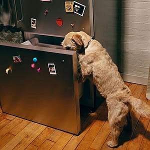 How long does fresh dog food last in the fridge?
