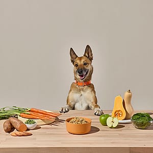 What ingredients to look for in fresh dog food